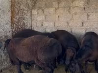 Qoç, Qoyunlar — foto 2
