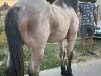 公马, Hungarian horse breed — 照片 2
