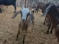 母山羊, Nubian Goat — 照片 4