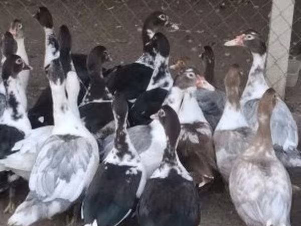 Ducks — Magyarország