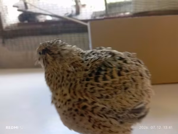Quails — Hongrie