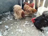 Chickens — photo 1