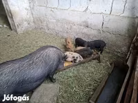 Cerdos (lote, sexo no especificado), Вьетнамская вислобрюхая — foto 3