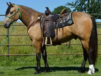 घोड़ा, Gypsy horse — फ़ोटो 6