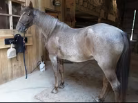 Cheval, Palomino — photo 2