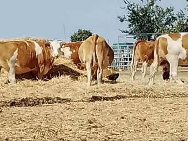 Kuh, Simmental cattle — Ungarn