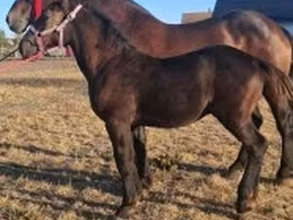 Hing, Percheron