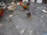 bantam japonais — photo 3