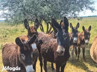Hing, Lovak — 5. fotó