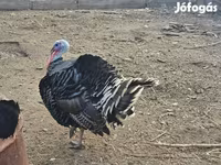 برونز — الصورة 1