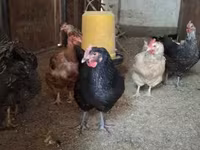 Chickens — 照片 7
