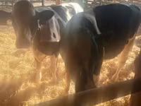 Toro, Raza Holstein — foto 2