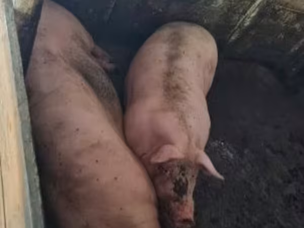 Pigs (batch, sex not specified), Pigs — Hungary