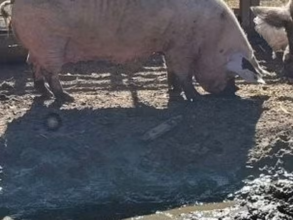 Sow, Pigs — Hungary