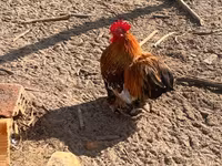 Pekin Bantam — photo 3