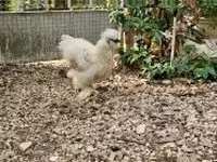 Poule soie — photo 5