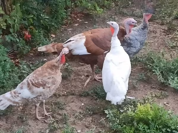 Turkeys — Hongrie