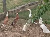 Ducks — photo 1