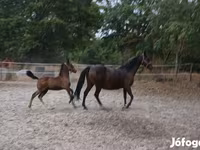 Kanca, Lipizzaner — 1. fotó