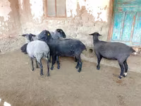 نعجة, Romanov sheep — الصورة 5