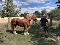 母马, Hungarian horse breed — 照片 6