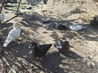 Ducks — 1. fotó