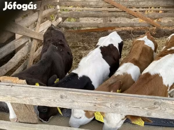 Bika, Simmental cattle