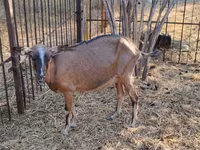 母山羊, Alpine goat — 照片 5
