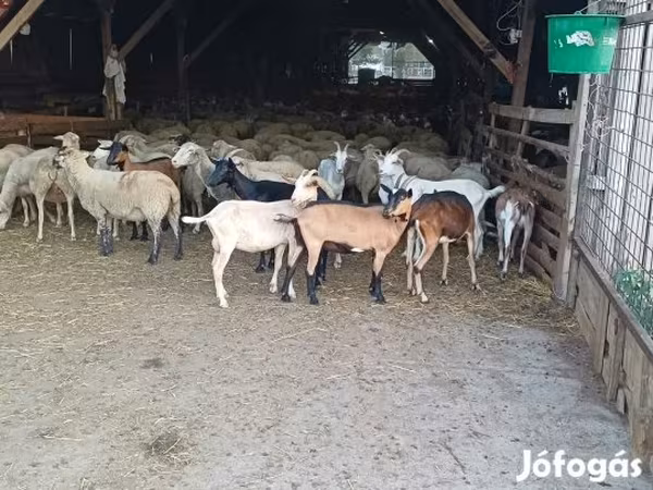 Коза, Козлы