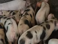 Pigs (batch, sex not specified), Pigs — photo 3