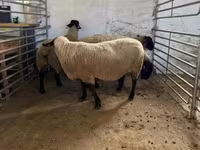 Sheep, White Suffolk sheep — photo 8
