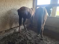 Kůň, Koně — foto 6
