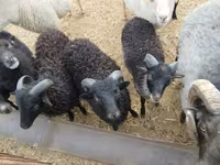 公羊, Ouessant sheep — 照片 3