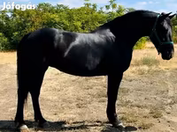 فرس, Friesian — الصورة 2