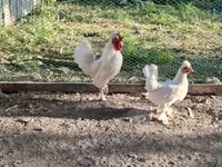 Chickens — zdjęcie 2