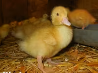 Ducks — 照片 1