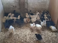 Chickens — الصورة 2