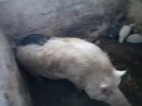 公猪, Pigs — 照片 2