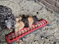 Silkie — foto 3