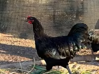 Danish hen — photo 4