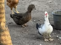 Ducks — 3. fotó