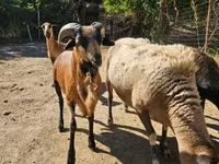 मेढ़ा, Cameroon sheep — फ़ोटो 2