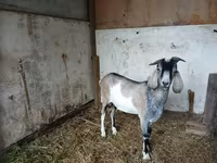 تيس, Nubian Goat — الصورة 3