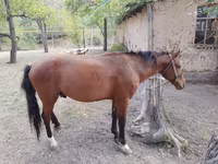 Cavalo, Karachay horse — foto 5