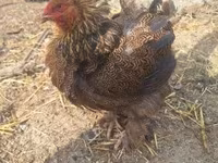 Chickens — photo 5