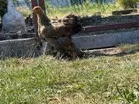 Brahma — photo 2