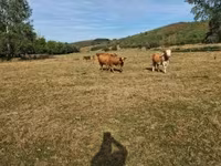 Bulle, Limousin-Kuh — Foto 3