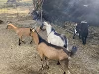 Козёл, Альпийская коза — фото 3