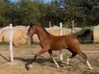 Hing, Dutch warmblood horse — 3. fotó