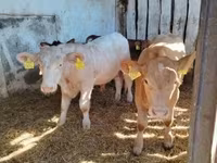 ثور, Simmental cattle — الصورة 2